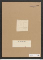 Diatomeae indet. Zeichnungen Sammlung Grunow Nr. 4569 (NHMW-BOT-W0372527)